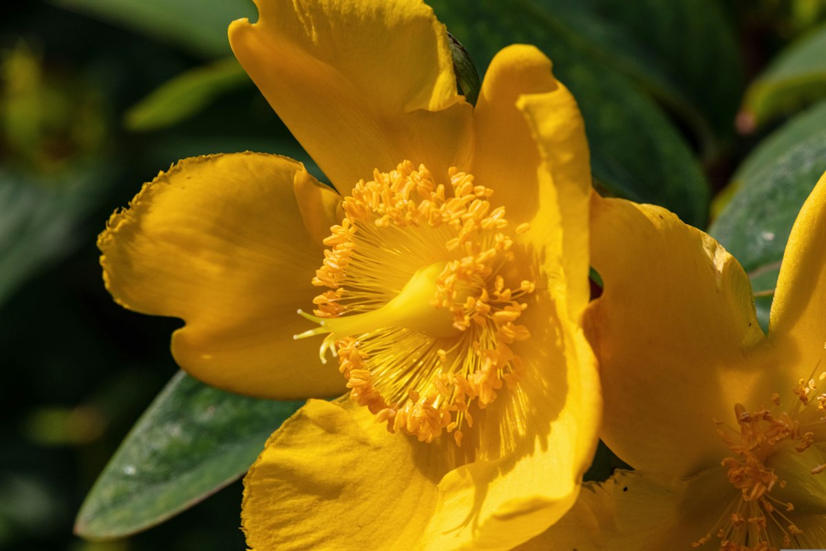 Historia de Herbalneuropathway